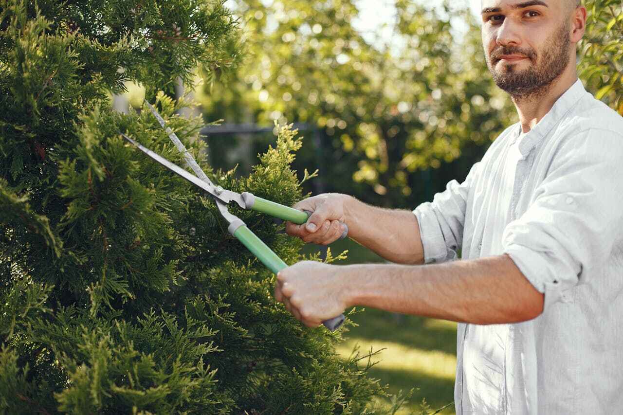 Tree Root Removal in Oran, MO